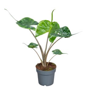 Alocasia macrorrhiza Stingray Alocasia Macror Stingray 14cm
(8 Plants/Order)(14cmP 50cmH)