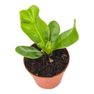 Asplenium nidus Cobra
(5 Plants/Order)(7cmP 10cmH)
