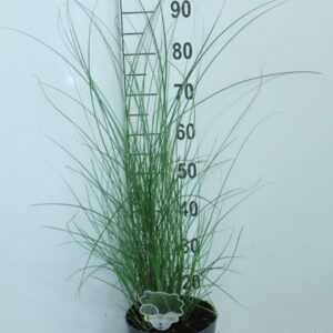Miscanthus sinensis Gracillimus
(1 Plants/Order)(23cmP 100cmH)