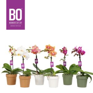 Phalaenopsis Multiflora Sweety P7 BO mix 1 spike in Flowerpot Autumn
(6 Plants/Order)(7cmP 25cmH)