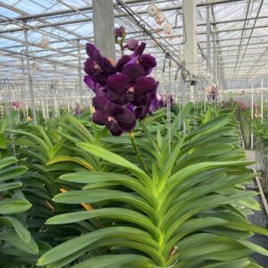 Vanda Vanda Velvet Blackberry XXL
(6 Plants/Order)(19cmP 80cmH)
