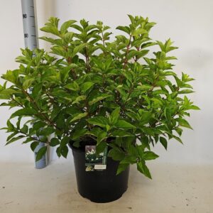 Hydrangea paniculata Polar Bear
(1 Plants/Order)(38cmP 85cmH)