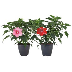 Hibiscus moscheutos Extreme Hibiscus Extreme mix p23
(1 Plants/Order)(23cmP 70cmH)