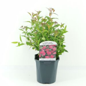 Spiraea japonica Anthony Waterer
(6 Plants/Order)(17cmP 30cmH)