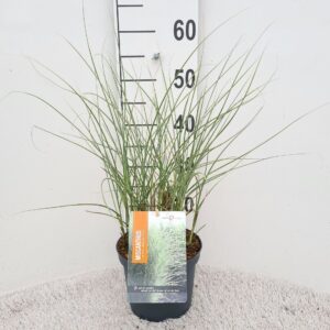 Miscanthus sinensis Morning Light Miscanthus Sin. Morning Light P19
(1 Plants/Order)(19cmP 40cmH)