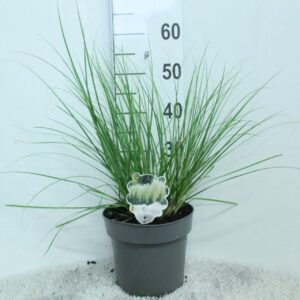 Cortaderia other minipampas 'Hard Groen' P23
(1 Plants/Order)(23cmP 60cmH)