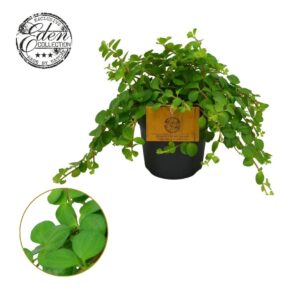Peperomia rotundifolia 10,5cm
(10 Plants/Order)(10.5cmP 15cmH)