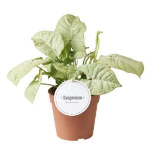 Syngonium Confetti
(8 Plants/Order)(12cmP 25cmH)