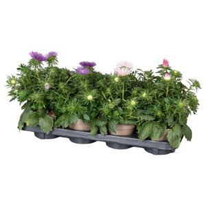Callistephus chinensis mix in tray met sticker
(8 Plants/Order)(12cmP 25cmH)