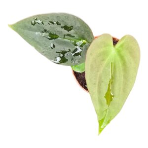 Anthurium Leaf Papillaminum Guna Yala x BVEP
(2 Plants/Order)(7cmP 15cmH)