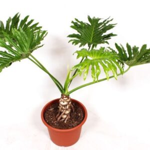 Philodendron Cum Laude Selloum
(1 Plants/Order)(40cmP 120cmH)