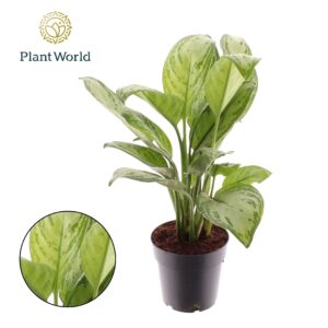 Aglaonema Maria Christina
(7 Plants/Order)(14cmP 40cmH)