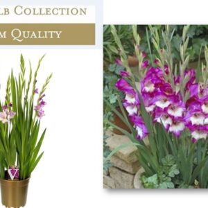 Gladiolus Glamini Naomi
(1 Plants/Order)(19cmP 70cmH)