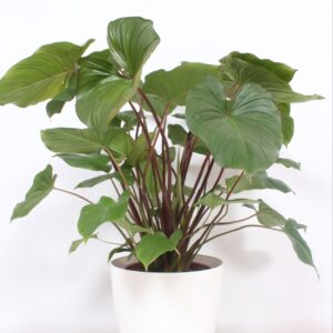 Homalomena Maggy Homalomena 'Maggy' in San Remo "wit"
(1 Plants/Order)(30cmP 120cmH)
