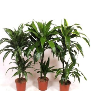 Dracaena fragrans Mixkar 45-15
(1 Plants/Order)(19cmP 90cmH)