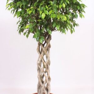 Ficus Exotica
(1 Plants/Order)(40cmP 170cmH)