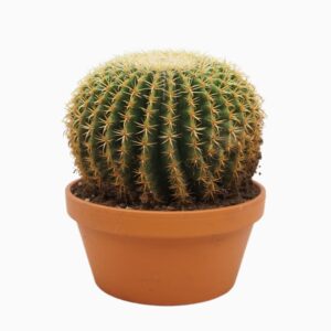 grusonii forma interme Echinocactus brevispina 23 cm
(2 Plants/Order)(23cmP 25cmH)