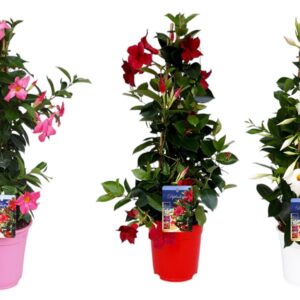 Mandevilla Sundaville mandeville mix piramide
(6 Plants/Order)(17cmP 60cmH)