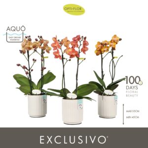 Phalaenopsis Multiflora Exclusivo Gold mix 2 spike in Molise White Aquo
(6 Plants/Order)(12cmP 45cmH)