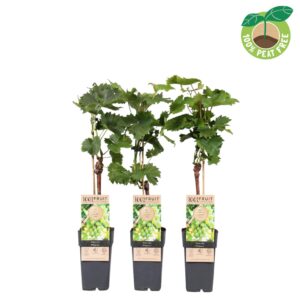 Vitis Phoenix vinifera P15 geënt
(10 Plants/Order)(15cmP 50cmH)