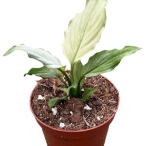 Spathiphyllum Blue Ice
(14 Plants/Order)(8cmP 12cmH)
