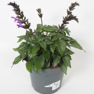 Salvia Salgoon mixed Mixkar
(6 Plants/Order)(16cmP 30cmH)