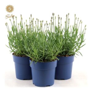 Lavandula angustifolia Felice Light Pink'® P15
(6 Plants/Order)(15cmP 25cmH)