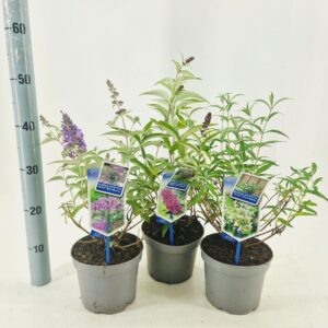 Buddleja (Free petite) mix P17 (minimum order one layer)
(1 Plants/Order)(17cmP 20cmH)