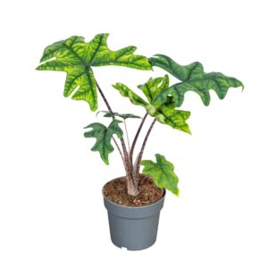 Alocasia Alocasia Jacklyn 14cm
(8 Plants/Order)(14cmP 45cmH)