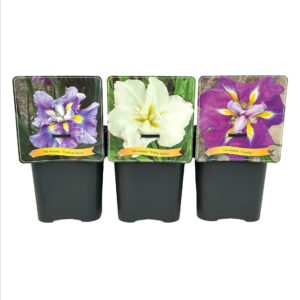 Iris ensata mix laag C5
(1 Plants/Order)(21cmP 35cmH)