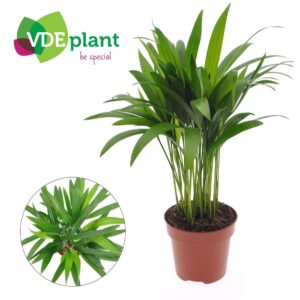 Chrysalidocarpus Dypsis lutescens (Areca)
(10 Plants/Order)(12cmP 40cmH)