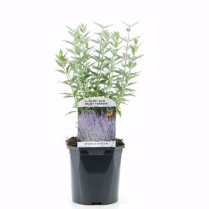 Perovskia atriplicifolia Prime Time
(6 Plants/Order)(17cmP 40cmH)