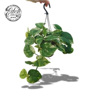 Epipremnum pinnatum Marble Queen 17cm HP
(2 Plants/Order)(15cmP 10cmH)