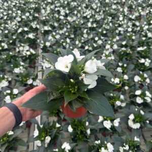 Impatiens Sunpatiens Compact White
(8 Plants/Order)(13cmP 25cmH)