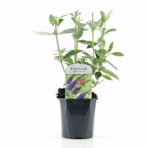 Buddleja Empire Blue Buddleja dav. Empire Blue
(6 Plants/Order)(17cmP 45cmH)