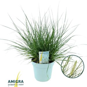 Pennisetum alopecuroides Little Ham Pennisetum alop. Little Hameln®
(6 Plants/Order)(17cmP 50cmH)
