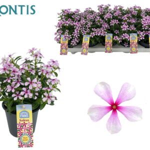 Catharanthus roseus Berry Twist Soiree Bicolor Pink 10,5 cm
(10 Plants/Order)(10.5cmP 17cmH)