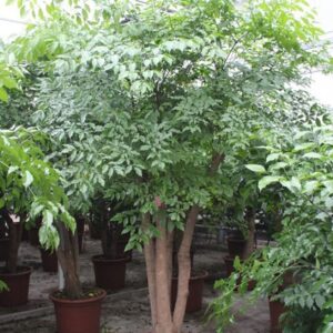 Heteropanax chinensi
(1 Plants/Order)(60cmP 400cmH)
