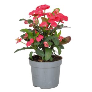 Euphorbia Maxi Olympia Euphorbia Milii Olympia
(6 Plants/Order)(13cmP 15cmH)