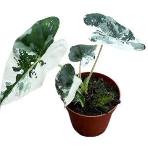 Alocasia Micholitziana Frydek Variegata
(14 Plants/Order)(8cmP 12cmH)