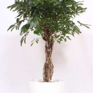 Schefflera Compacta "arboricola in San Remo ""wit"""
(1 Plants/Order)(36cmP 130cmH)