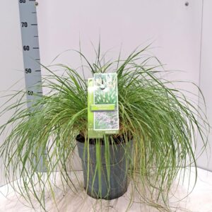 Pennisetum alopecuroides Hameln
(1 Plants/Order)(23cmP 50cmH)