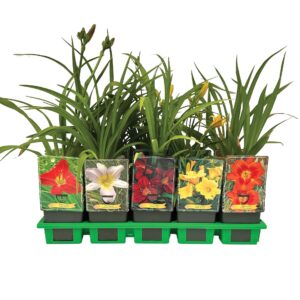 Hemerocallis mix laag P11
(10 Plants/Order)(11cmP 25cmH)