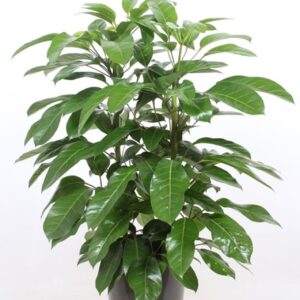 Schefflera Amate "actinophylla in Santorini ""taupe"""
(1 Plants/Order)(29cmP 110cmH)