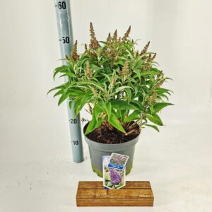 Buddleja Butterfly Candy Little Lil d. ('BotEx 004'PBR)
(1 Plants/Order)(23cmP 40cmH)