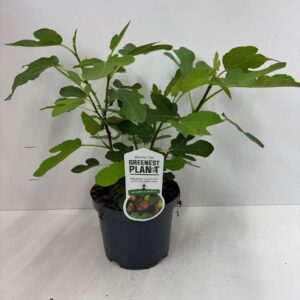 Ficus carica Del Portugallo'
(1 Plants/Order)(19cmP 45cmH)
