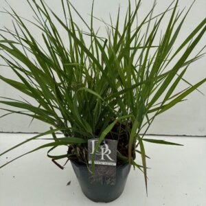 Panicum virgatum Squaw
(1 Plants/Order)(23cmP 40cmH)