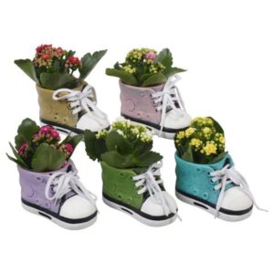 Arrangement kamer PTBTS3235 Thank you teacher/Back To School in sierpot mix
(10 Plants/Order)(13cmP 16cmH)
