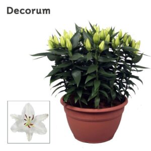 Lilium True Emotion OR white XL 15pp
(1 Plants/Order)(35cmP 60cmH)
