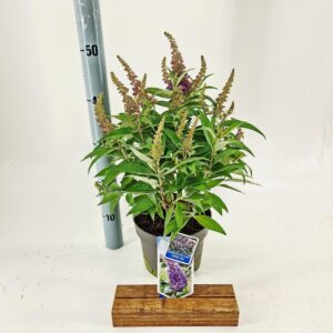 Buddleja Butterfly Candy Little Lil d. ('BotEx 004'PBR)
(1 Plants/Order)(19cmP 30cmH)